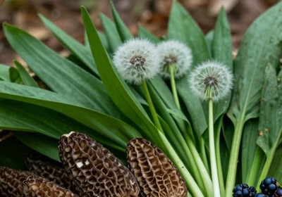 Foraging & Wild Edibles